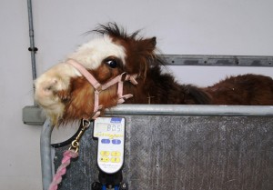 3 weeks in after staying a HorseWorld. Felix has gained 9kg since arrival taking him up to 80.5 kg