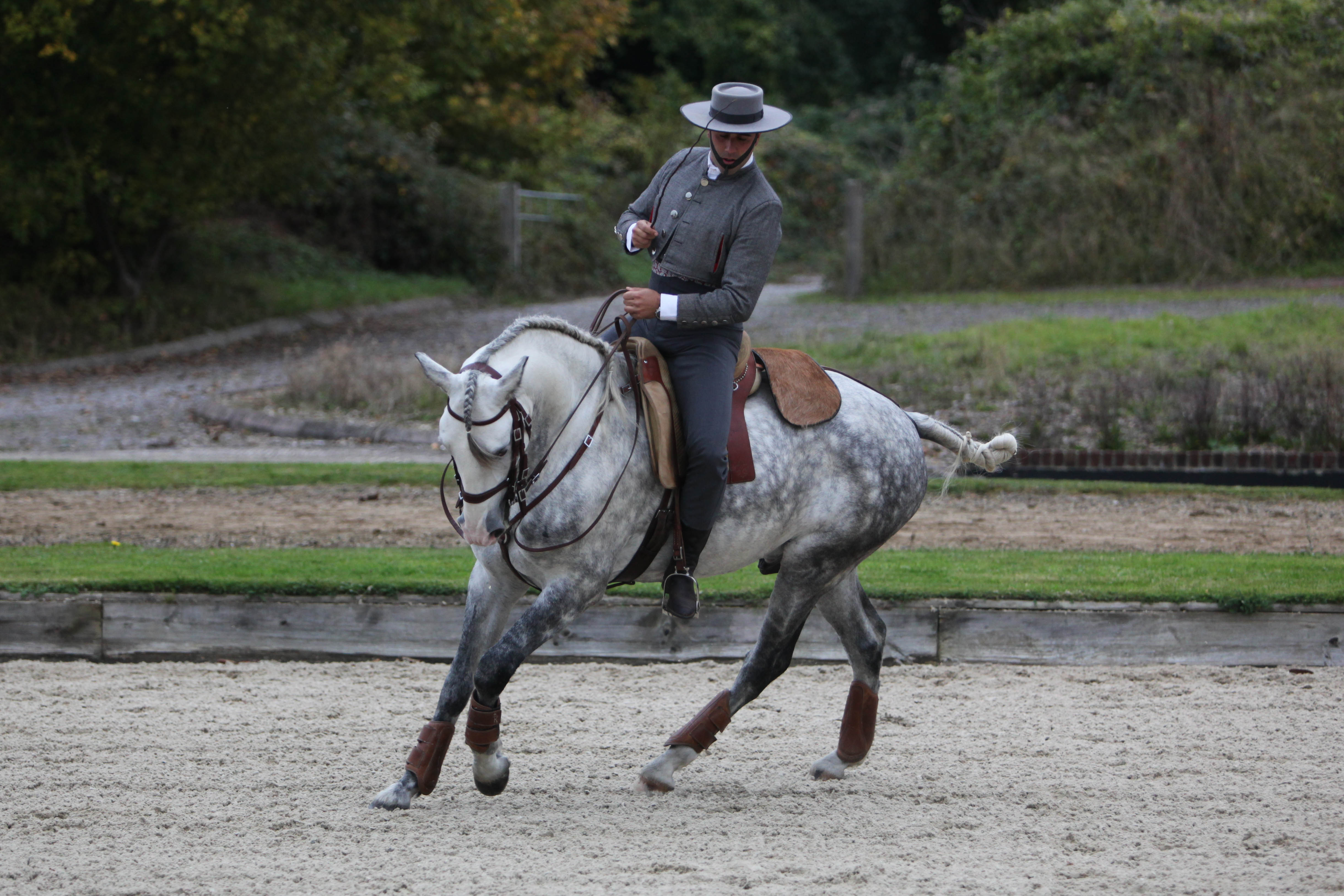 lusitano