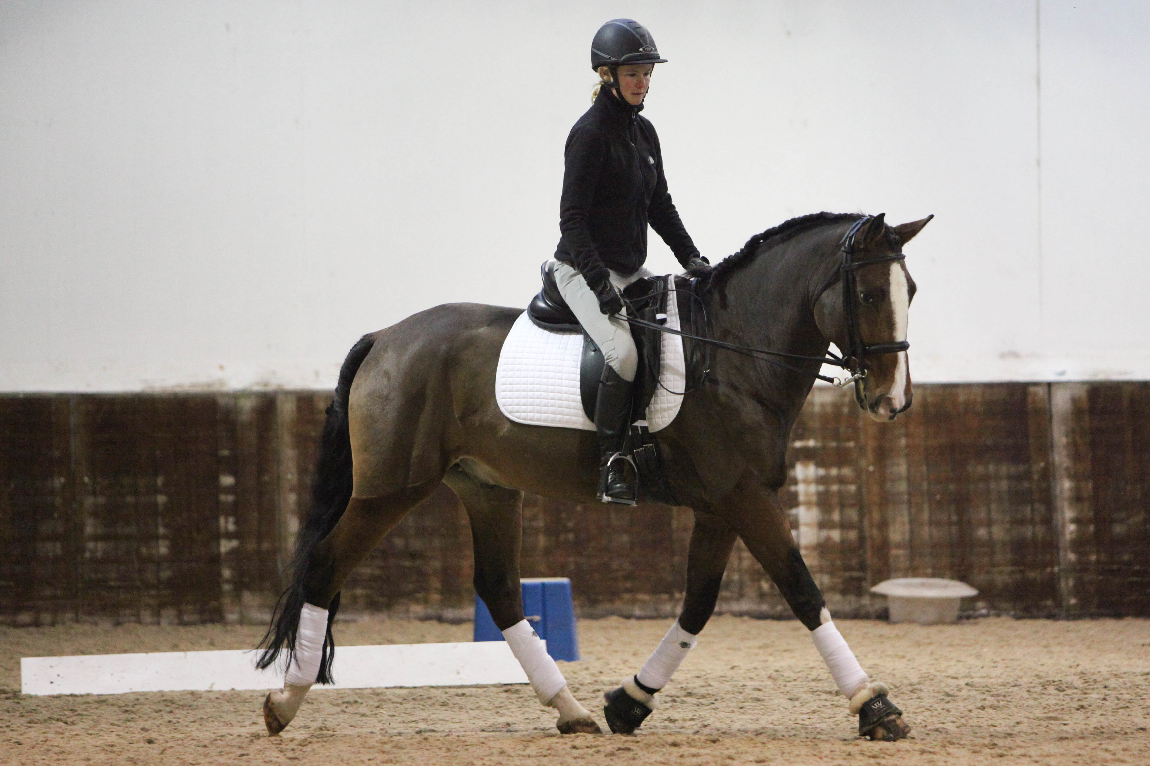 lusitano