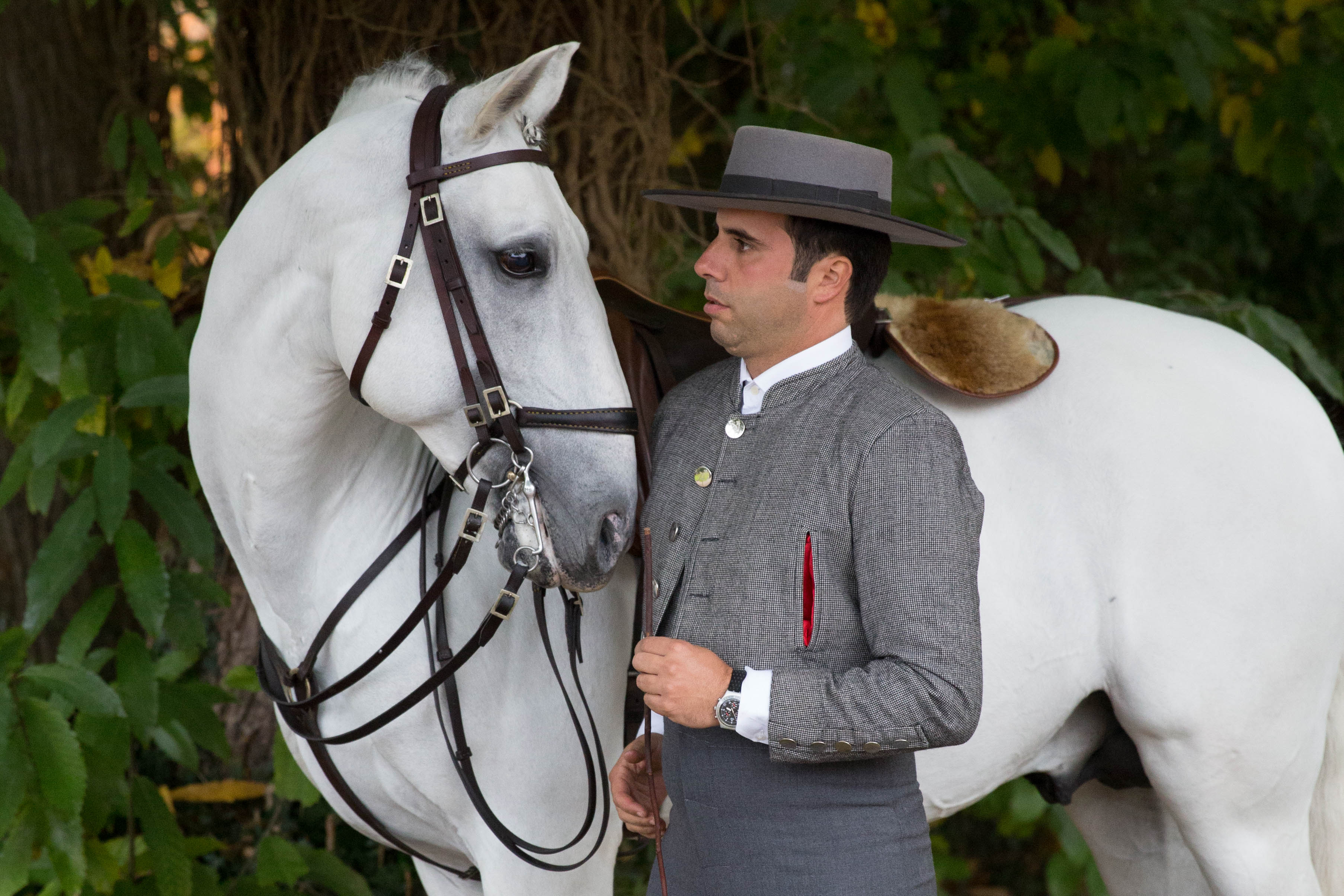 lusitano