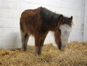 Felix in his new home.