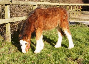 Felix’s first day out in the field since arrival at HorseWorld.