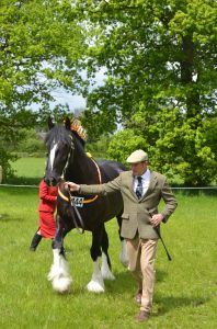 Kurt Manders and Prince Harry - Heavy Horse In hand