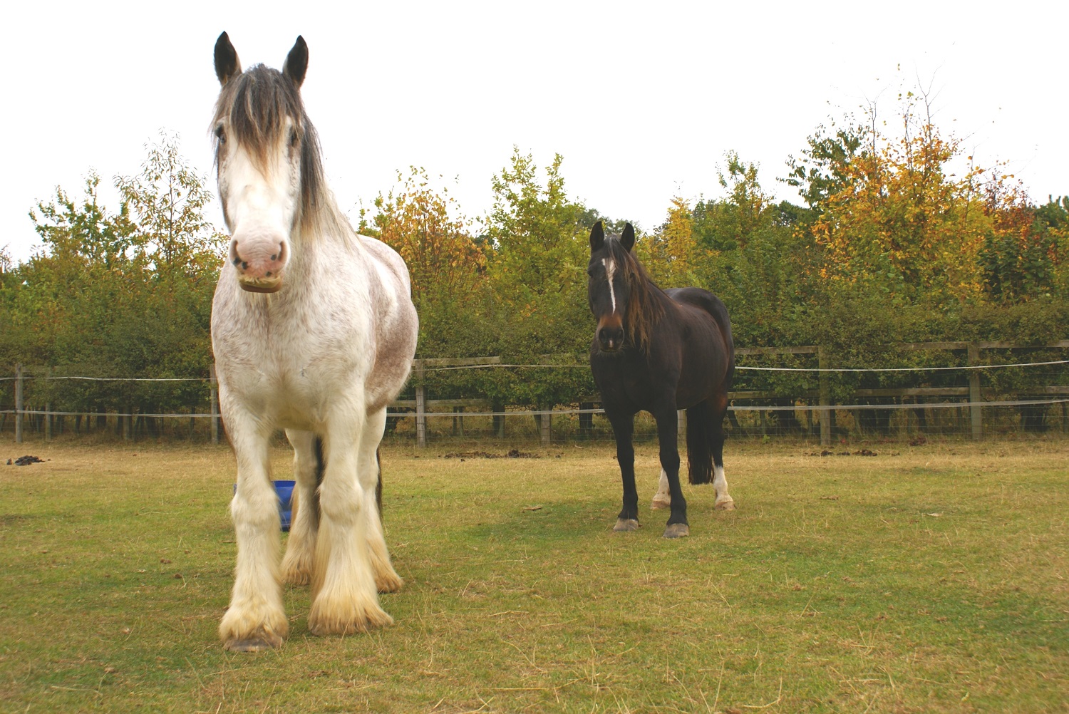 Oliver right and Boo
