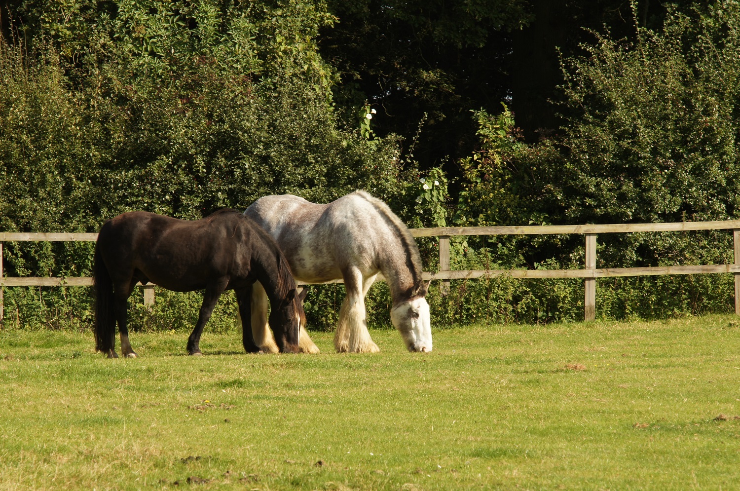 Oliver left with Boo