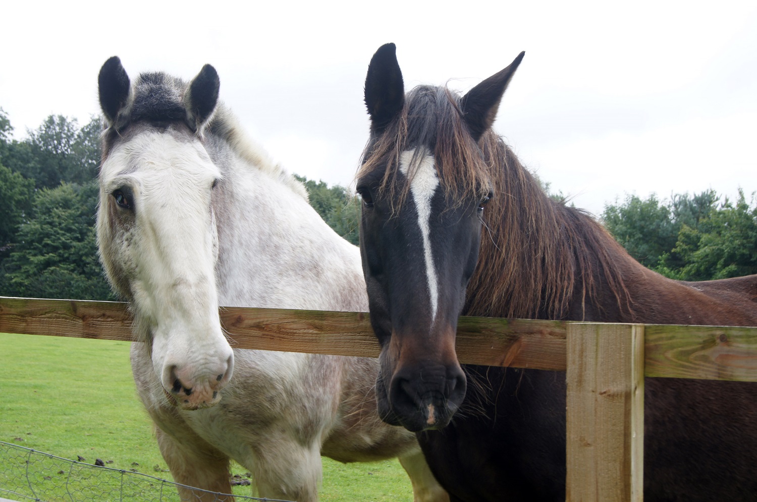 Oliver right and Boo