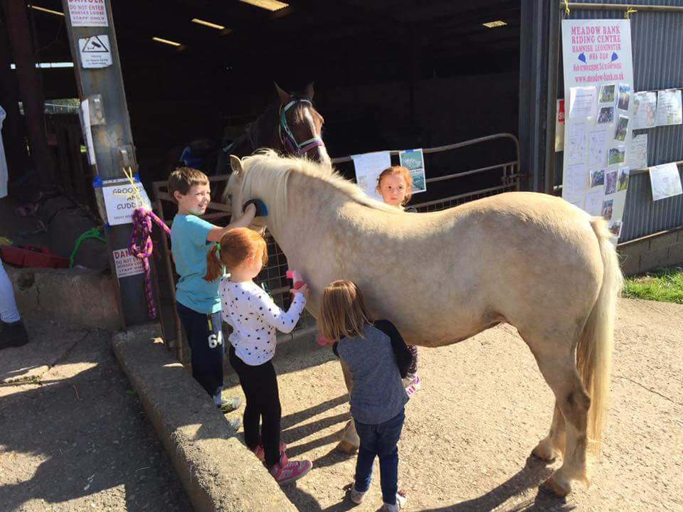 A group grooming Honey at Meadow Bank