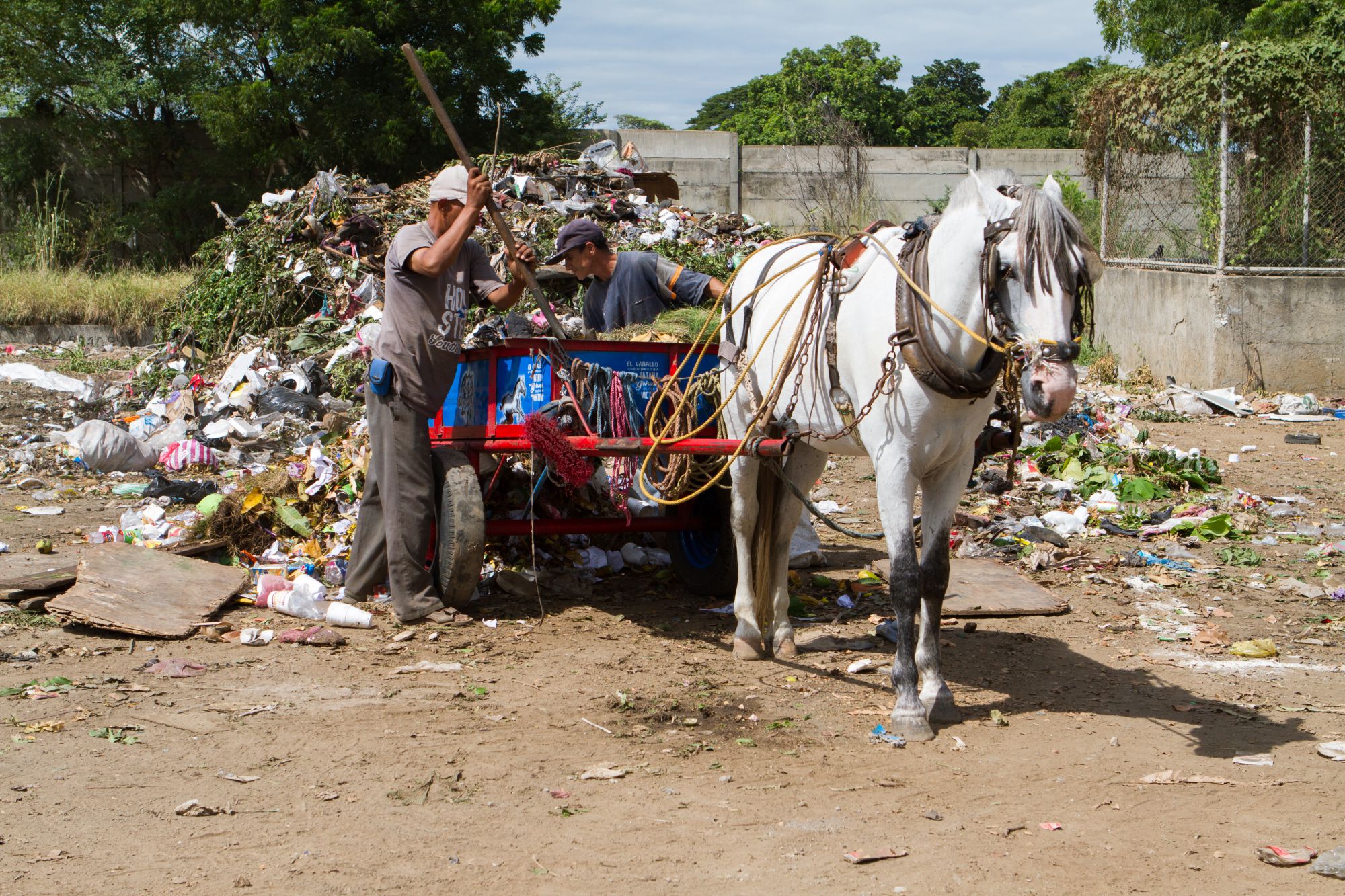 A horse working on a rubbish dump in Nicaragua