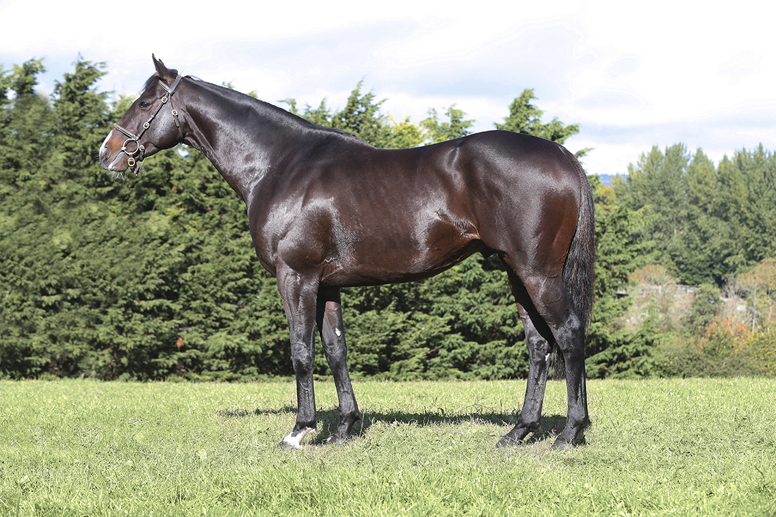 Battle of Marengo © Caroline Norris