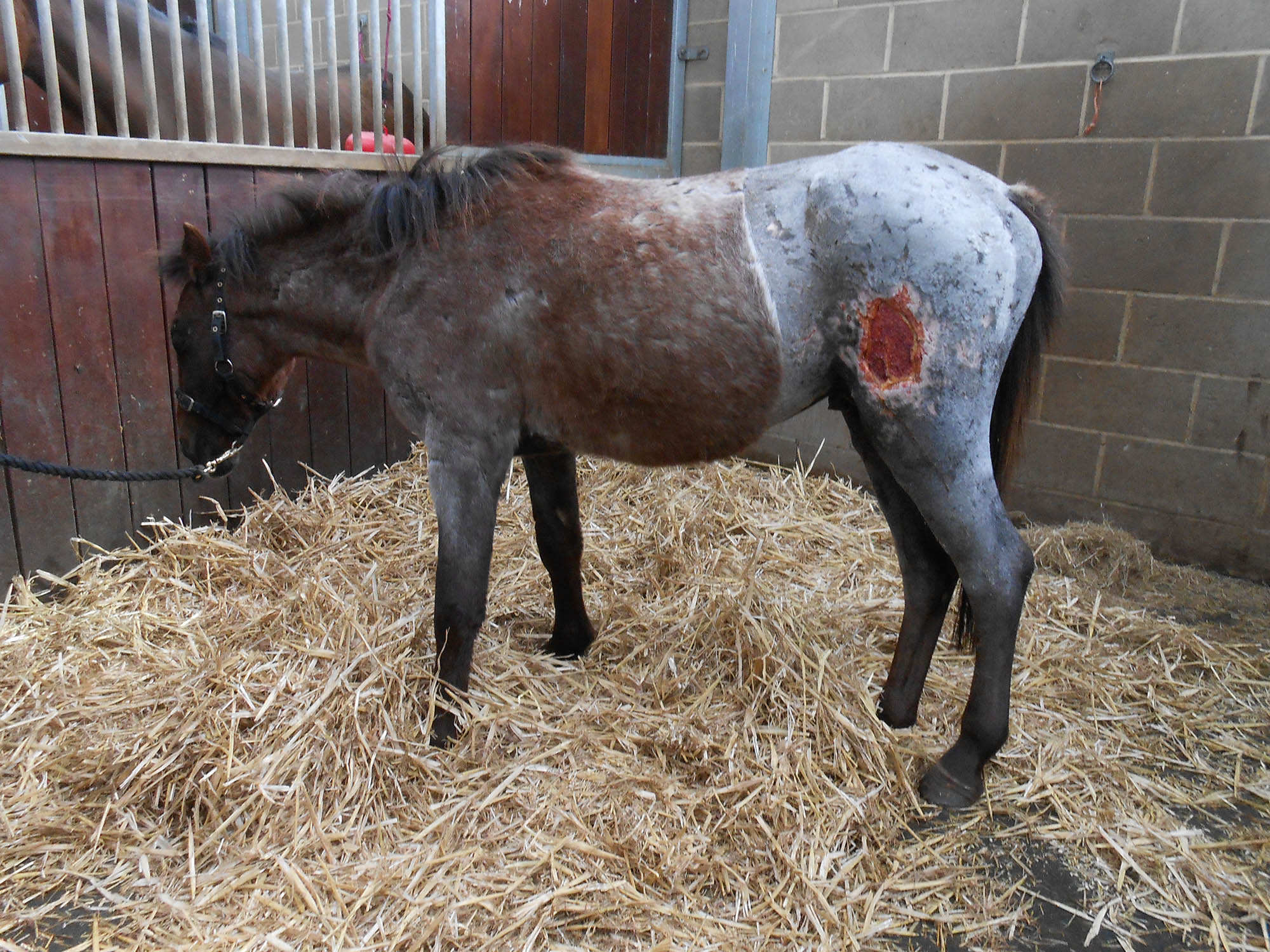 banjo-in-world-horse-welfares-care