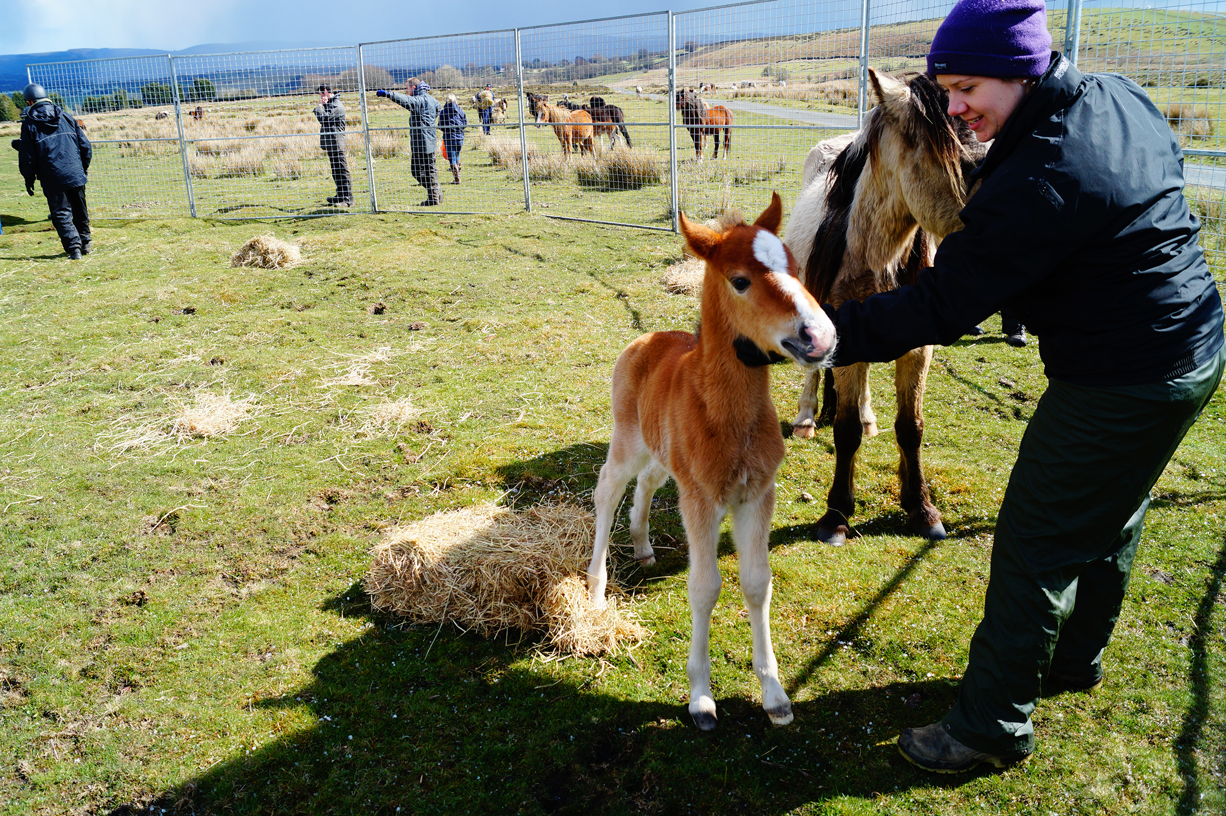 gelligaer-common-rescue-26042016-with-nicola-b-2