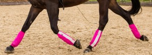 Golly Galoshes -great for lunging and training. Photo by Thoroughbred Sports Photography