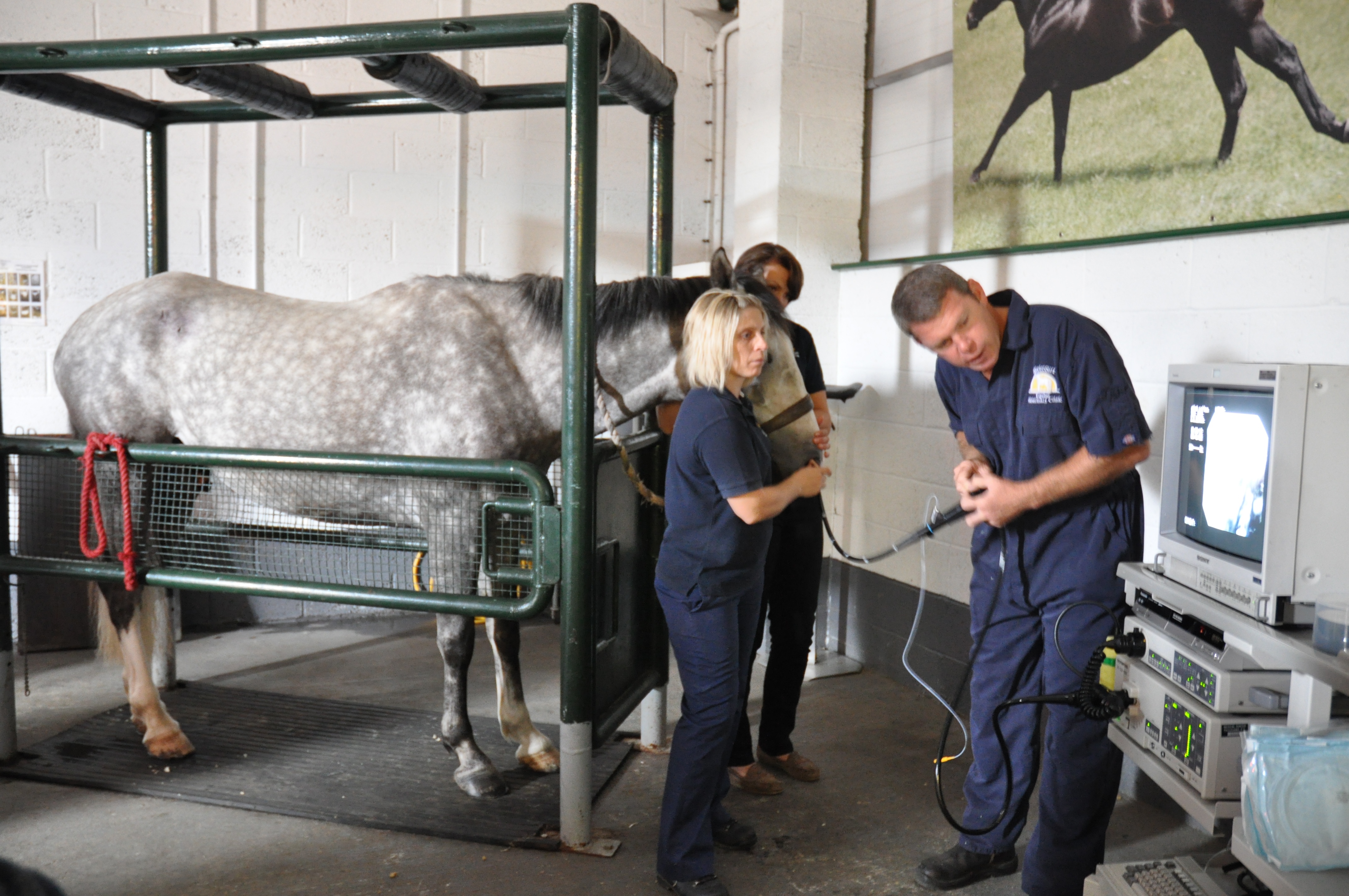 Equine Gastric Ulcer survey produces surprise discovery The Gaitpost