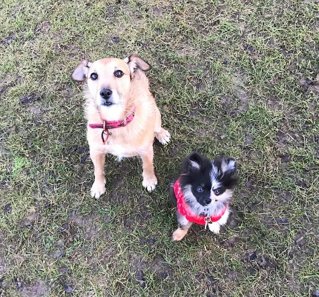 This is me with my girl Taz taken out on a romantic run.