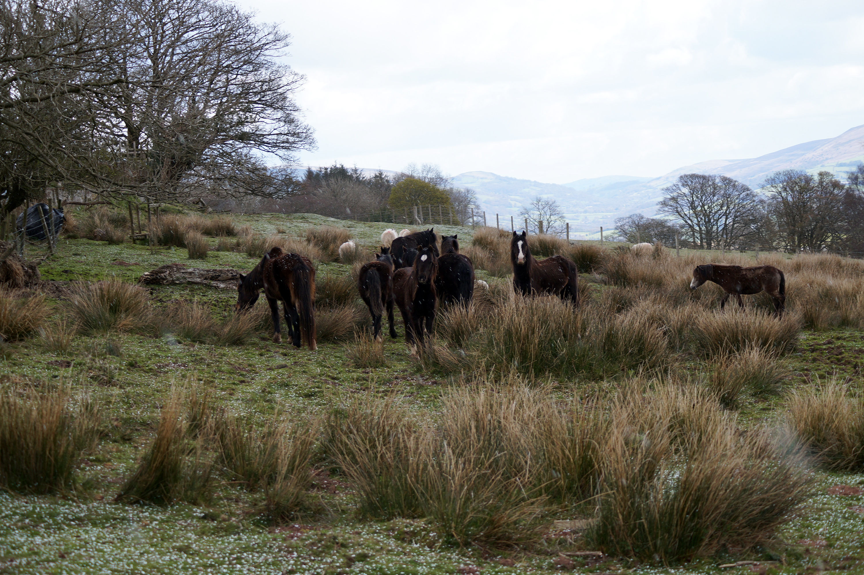 llangidir-common-rescue-26042016-2