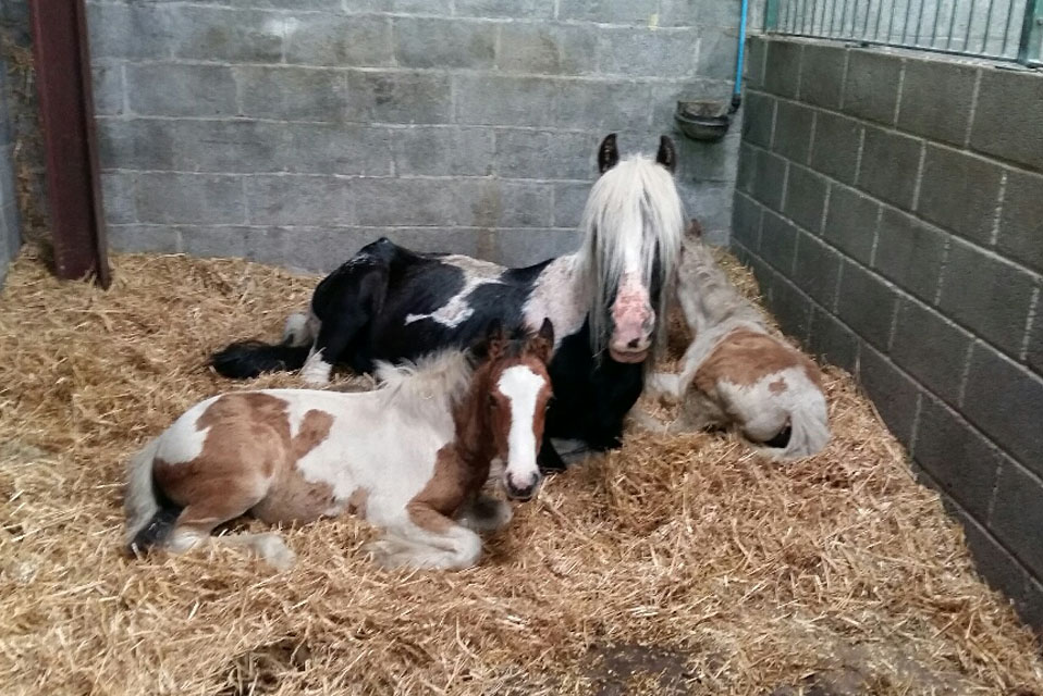Maggie, Rosie and Jim in the safety of World Horse Welfare's Glenda Spooner Farm
