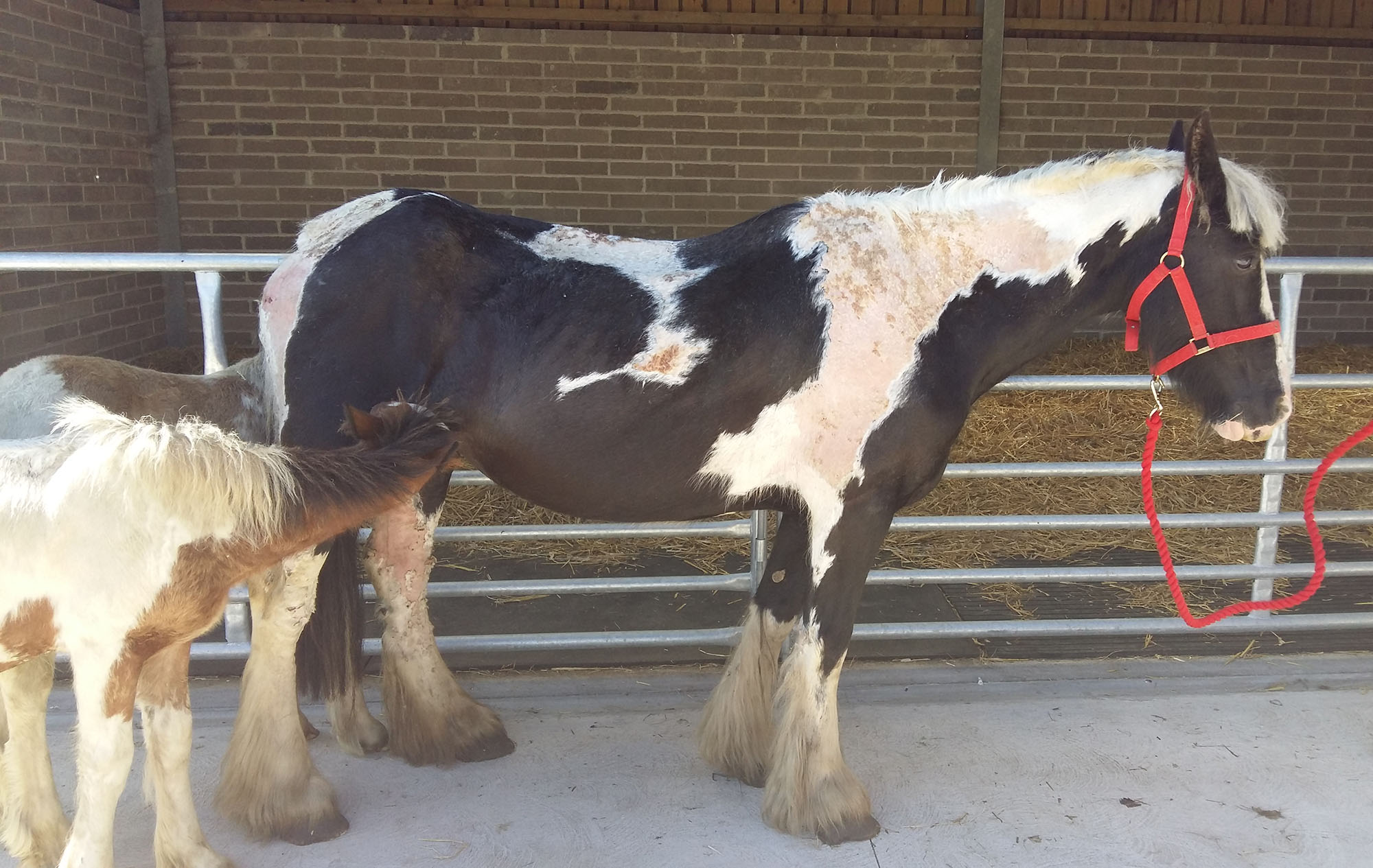 Brave mare found with skin falling off saves foals The Gaitpost
