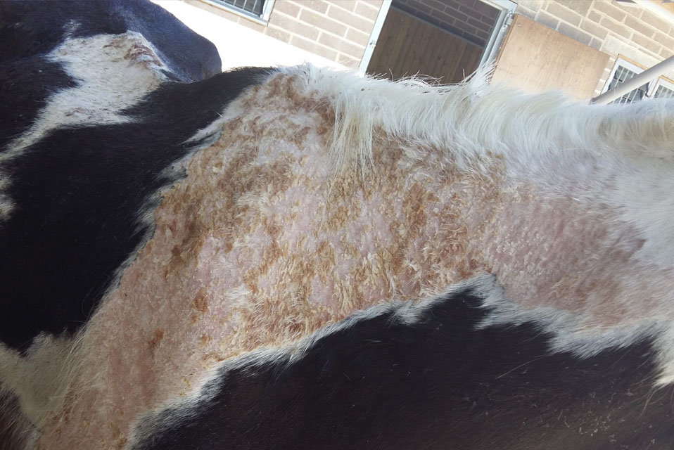 Brave mare found with skin falling off saves foals The Gaitpost