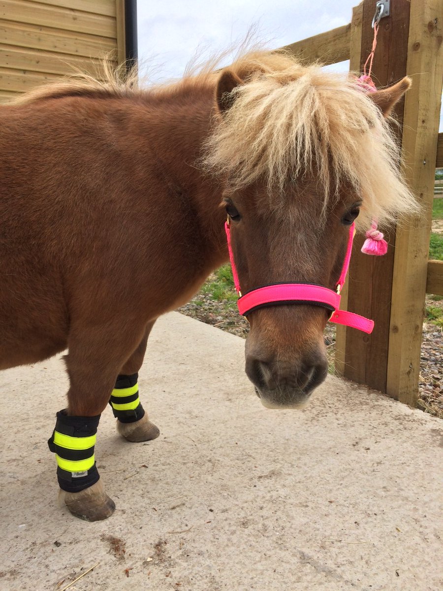 Mini Fat Pony takes on Brooke’s #MyHackathon challenge - The Gaitpost