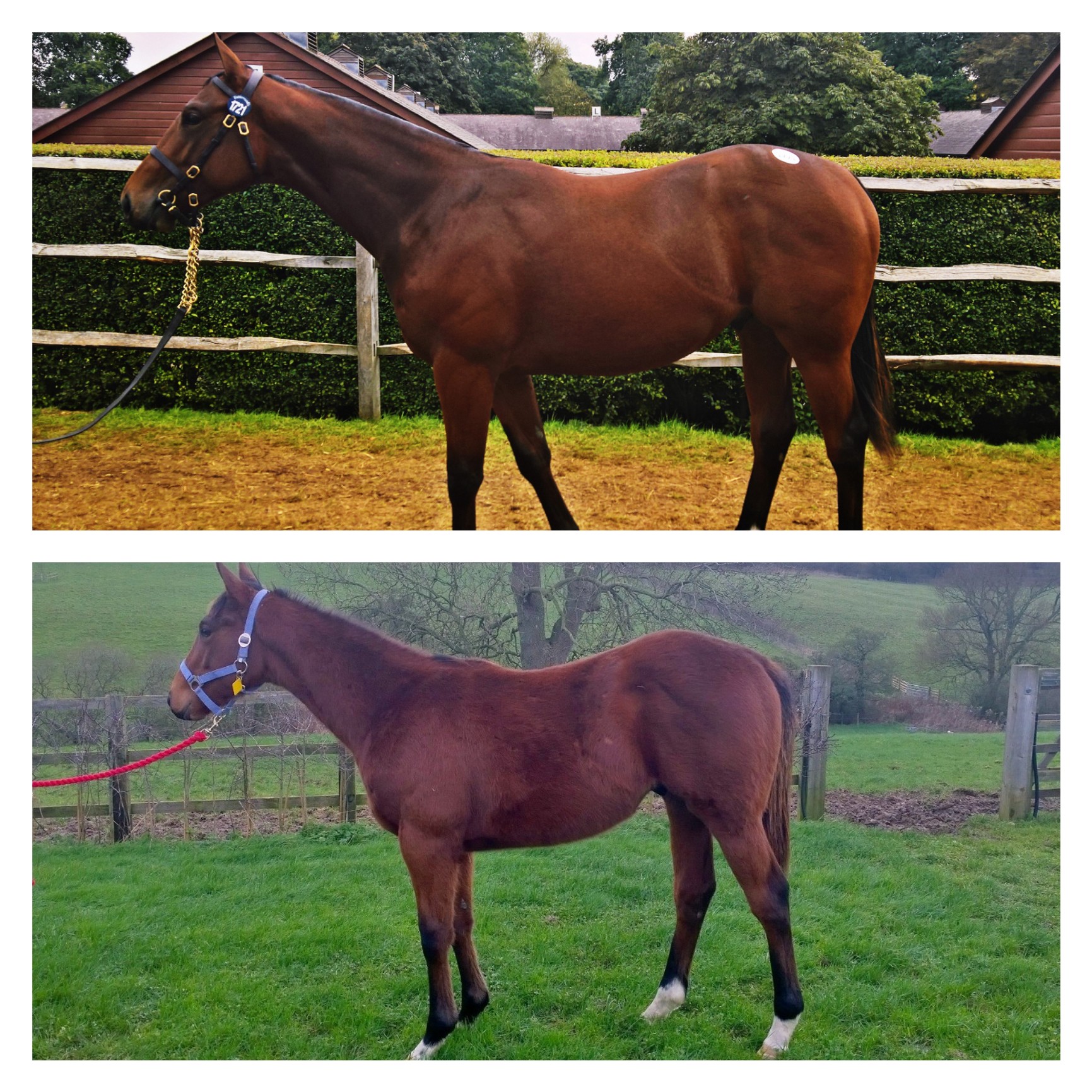 Gonzo February - October