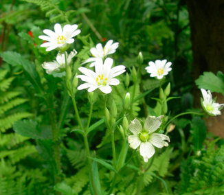 Screen Shot 2017-02-21 at 13.51.52