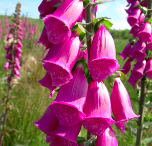 Screen Shot 2017-02-21 at 13.52.02