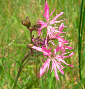 Screen Shot 2017-02-21 at 13.54.01