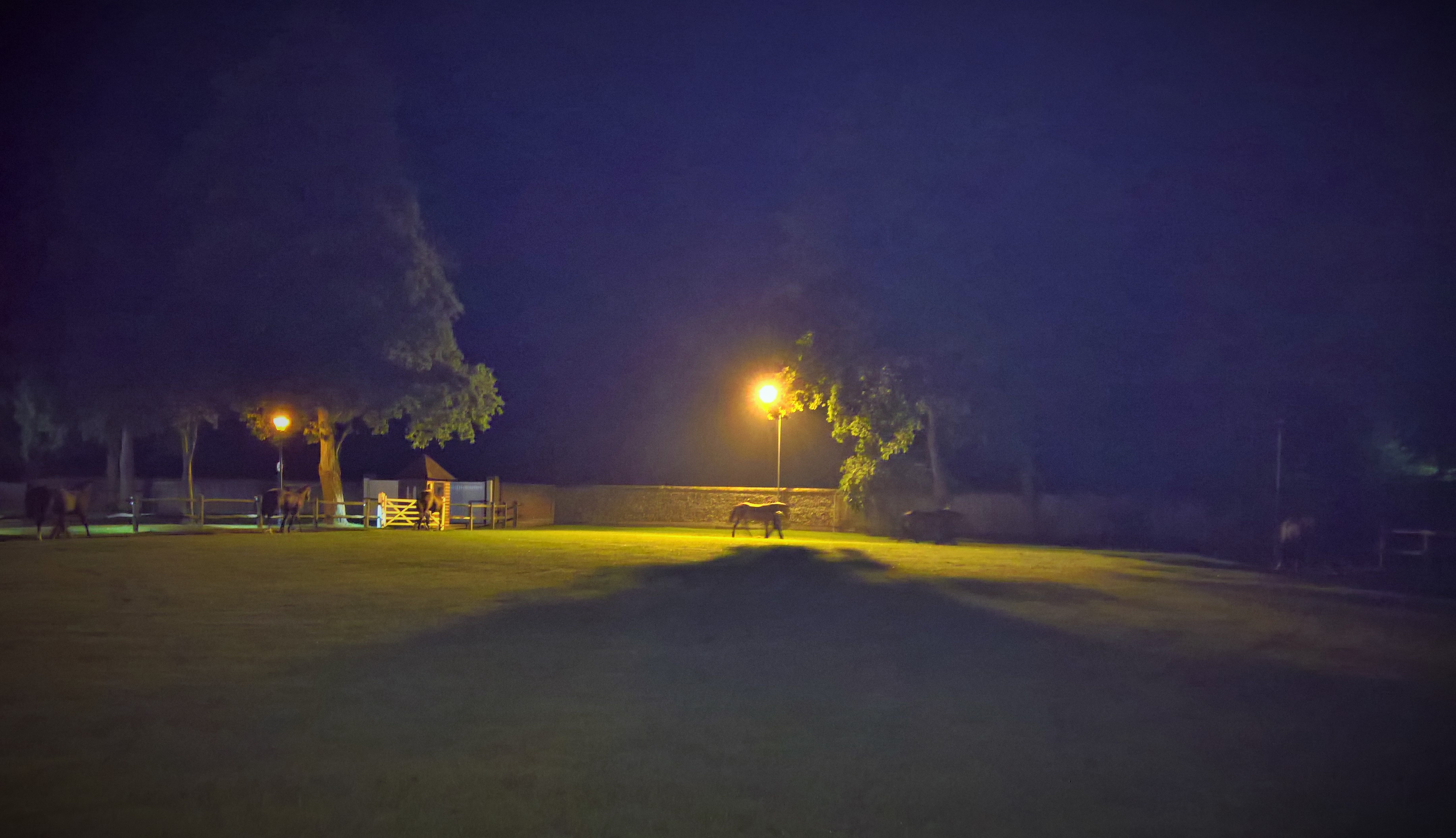 tattersalles-5am-hand-walking