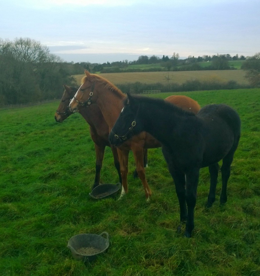 WP_20151206_15_52_22_Pro (2)