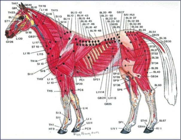 Free Equine Acupuncture Chart