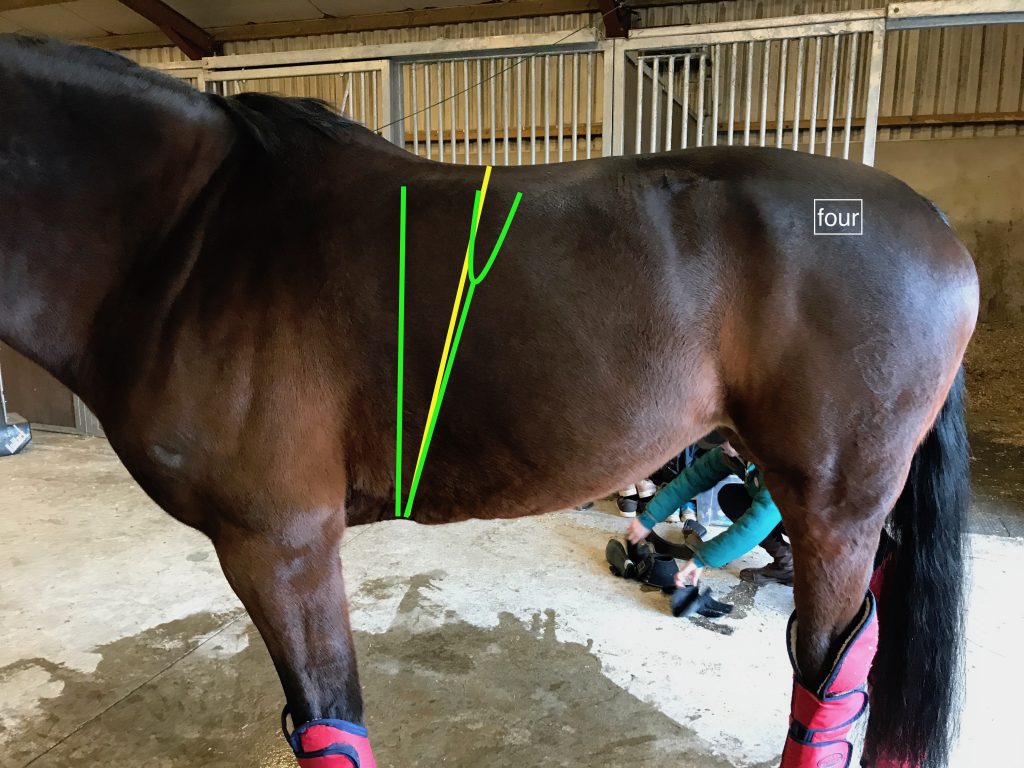 Can a girth fix a problem? Features Saddlery The Gaitpost