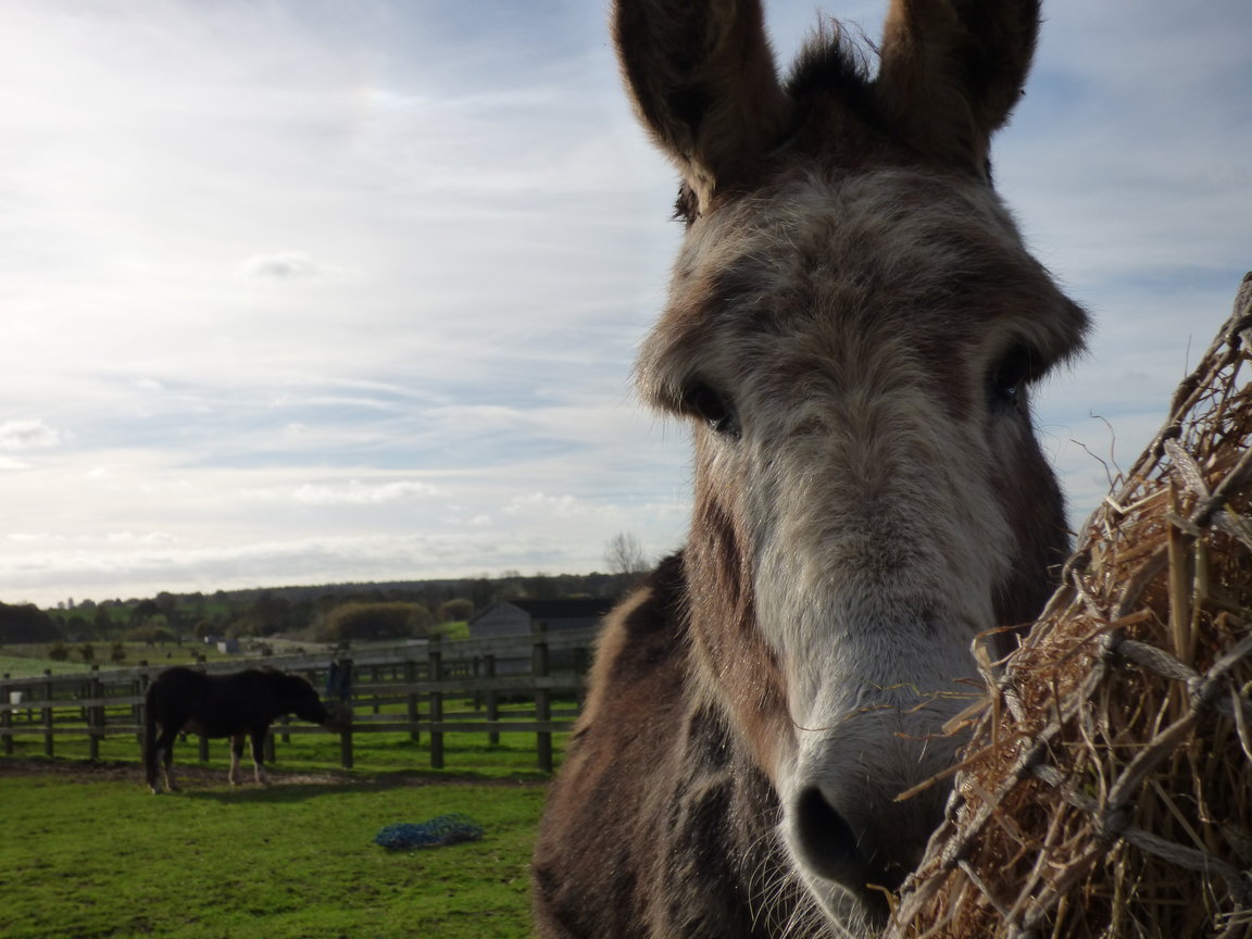 rsz_93bb01af78396cd2_org