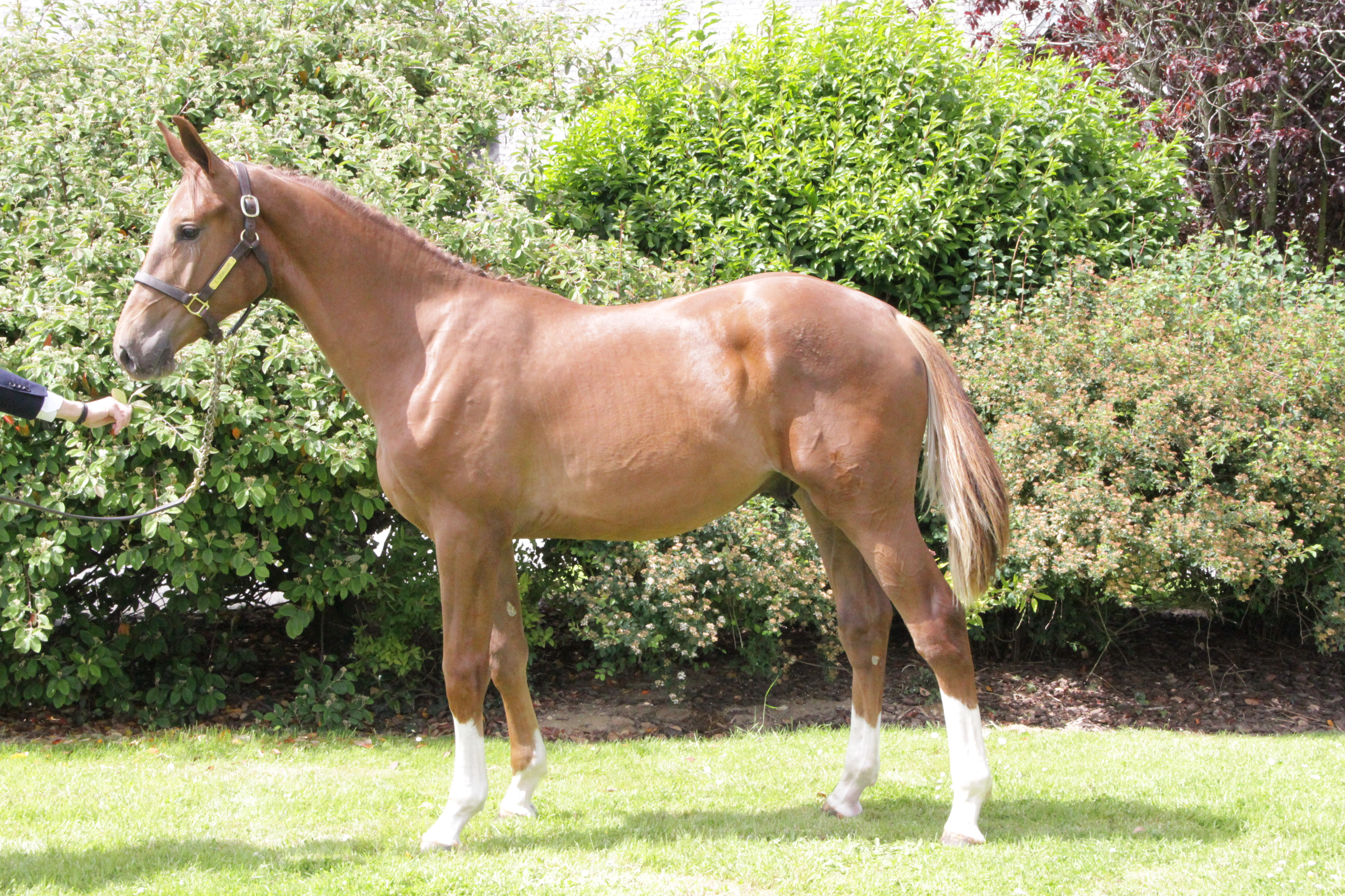 Last year chestnut colt Elvis topped the chart at £30,500